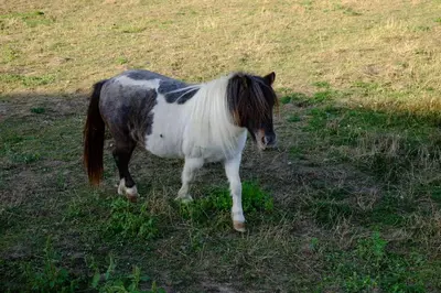 Tiere in der Ferienwohnung oder in der Nähe