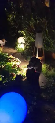 Ein Garten an der Unterkunft Ferienwohnungen Willrich - Ferienwohnung 2