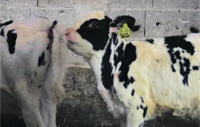 Tiere in der Ferienwohnung oder in der Nähe