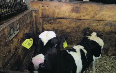 Tiere in der Ferienwohnung oder in der Nähe