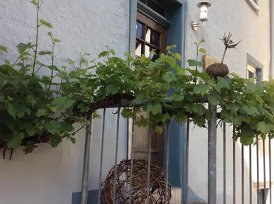 Grundriss der Unterkunft Winzerhäuschen, Weingut Th. Müller