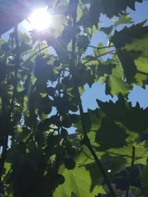 Ein Garten an der Unterkunft Hatzenporter Paradies