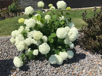 Ein Garten an der Unterkunft Ferienhaus Weins