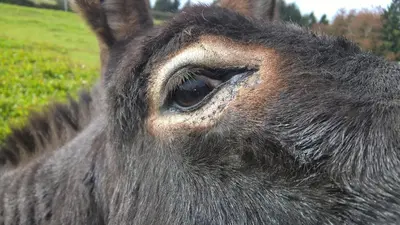 Tiere in diesem Bauernhof oder in der Nähe