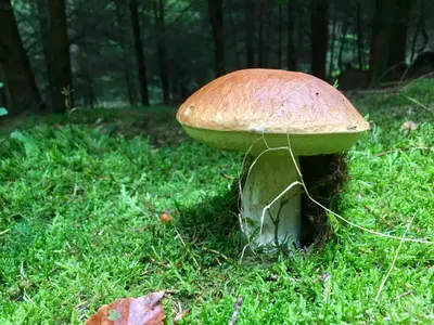 Grundriss der Unterkunft Auszeit-Eifel Eifelhaus 
