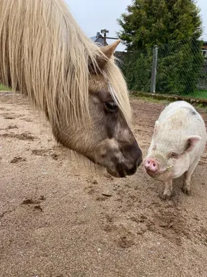 Tiere in der Ferienwohnung oder in der Nähe