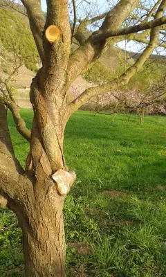 Ein Garten an der Unterkunft Ferienhaus Zenz - Ferienwohungen