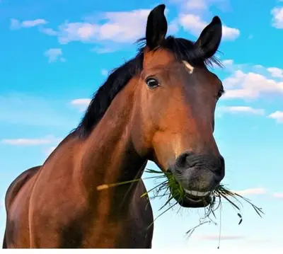 Tiere im Ferienhaus oder in der Nähe