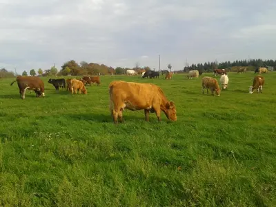 Tiere in der Ferienwohnung oder in der Nähe