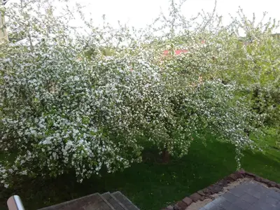 Ein Garten an der Unterkunft Ferienwohnung Barzen