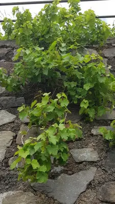 Ein Garten an der Unterkunft Apartment an der Mosel 1