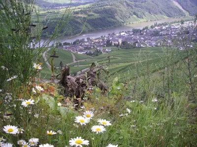 Naturlandschaft in der Nähe der Ferienwohnung