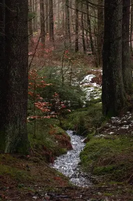 Naturlandschaft in der Nähe des Ferienhauses