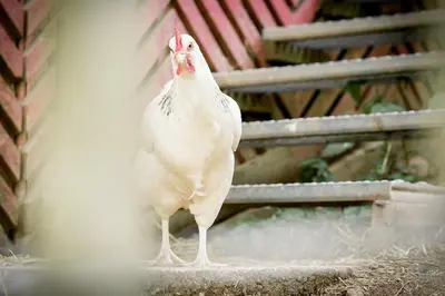 Tiere im Ferienhaus oder in der Nähe