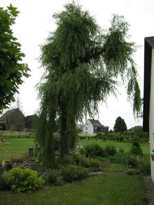 Ein Garten an der Unterkunft Stierstall-Suite Pension Wahlenau