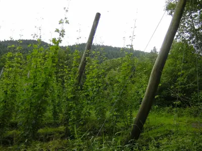 Naturlandschaft in der Nähe der Pension