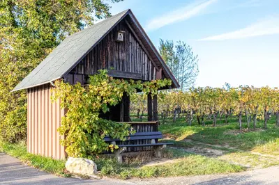 Ein Garten an der Unterkunft Gästehaus Bausch