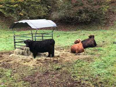 Tiere im Ferienhaus oder in der Nähe