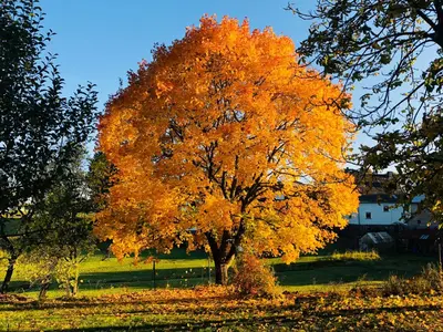 Grundriss der Unterkunft Landleben auf Zeit