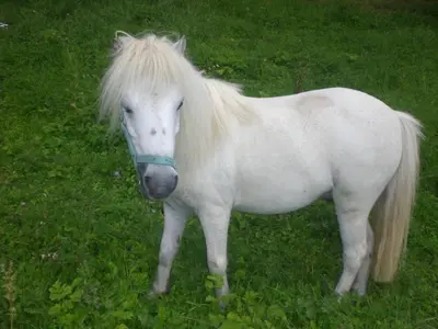 Tiere in der Ferienwohnung oder in der Nähe