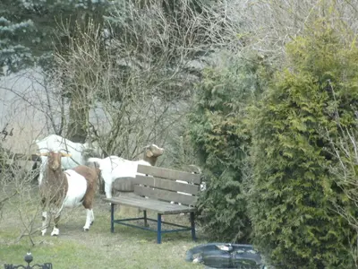 Ein Garten an der Unterkunft Morbach Hillside Mansion