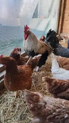 Tiere in der Ferienwohnung oder in der Nähe