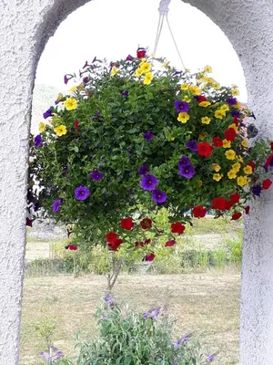 Ein Garten an der Unterkunft Haus Weingarten FERIENWOHNUNGEN