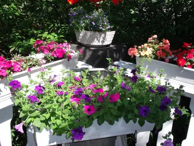 Ein Garten an der Unterkunft Pension Marienhof