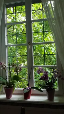 Ein Garten an der Unterkunft Pension Marienhof