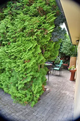 Ein Garten an der Unterkunft Ferienwohnung Goethe