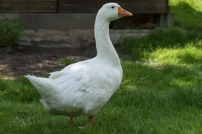 Tiere in der Pension oder in der Nähe