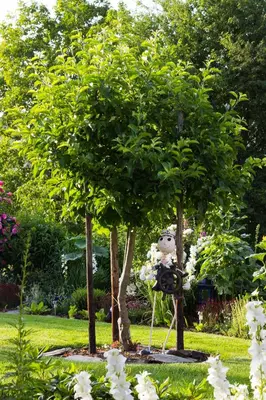 Ein Garten an der Unterkunft Gästehaus Ehses