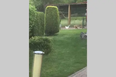 Ein Garten an der Unterkunft Ferienwohnung Forneck am Rheingoldbogen