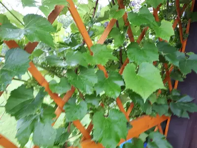 Ein Garten an der Unterkunft Ferienwohnung Hügelhaus