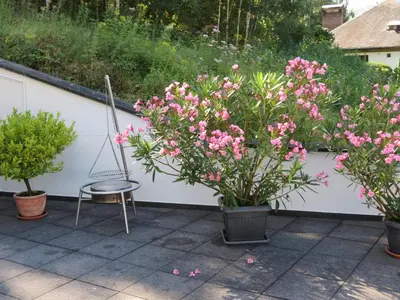 Ein Garten an der Unterkunft Ferienwohnung Berens
