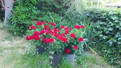 Ein Garten an der Unterkunft Am Teich