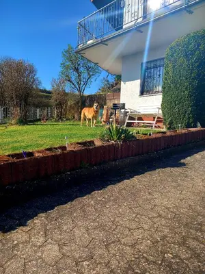 Ein Garten an der Unterkunft Ferienhaus Schwalbennest Schalkenmehren