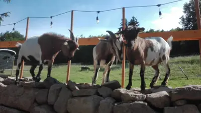 Tiere in der Ferienwohnung oder in der Nähe