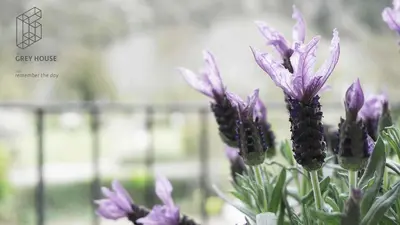Ein Garten an der Unterkunft The Grey House