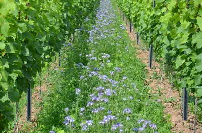 Ein Garten an der Unterkunft Ferienweingut Gansen / Hochgenuss 1