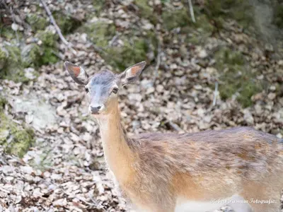 Tiere in der Ferienwohnung oder in der Nähe