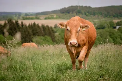 Tiere in der Ferienwohnung oder in der Nähe