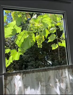 Ein Garten an der Unterkunft Mosel-Erker
