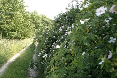 Ein Garten an der Unterkunft RechHof Urlaub bei Tieren