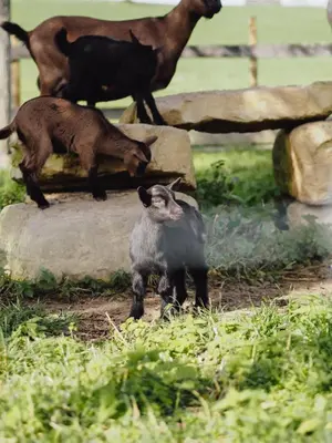 Tiere in der Ferienwohnung oder in der Nähe