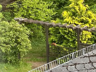 Ein Garten an der Unterkunft Jünkerath Romantic Garden Stay