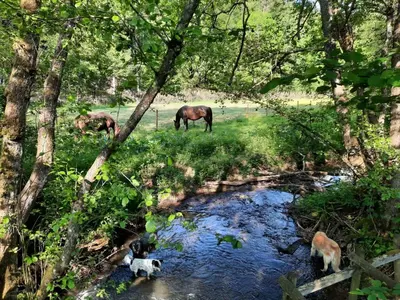 Tiere in der Ferienwohnung oder in der Nähe